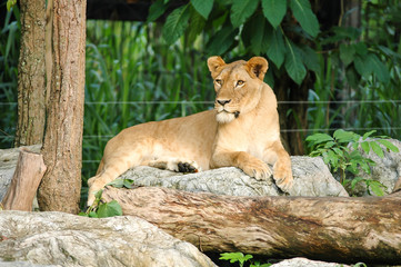 Female Lion