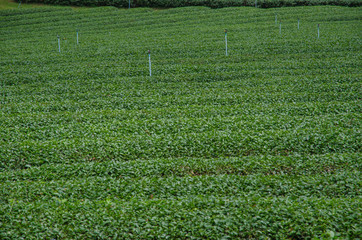 Tea plantations in the north of Thailand.