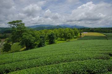 Tea plantations in the north of Thailand.
