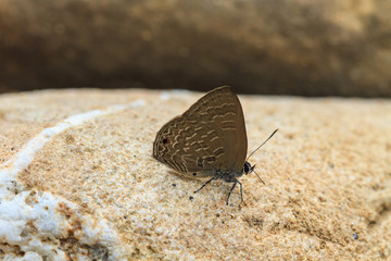 Beautiful Butterfly