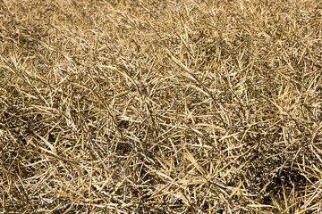 rapeseed field / faded rapeseed field
