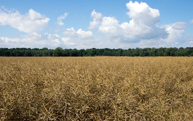 rapeseed field / faded rapeseed field with blue sky and clouds