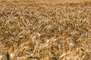 barley field / Barley field with many barley ears