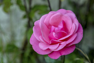 Pink rose
