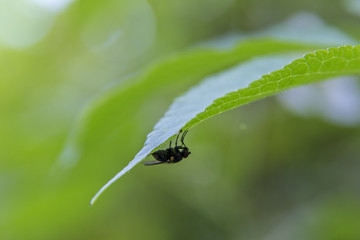 Fly leaf