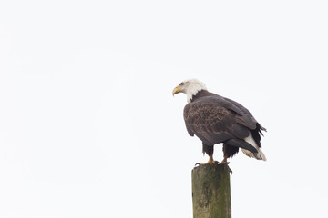  bald eagle