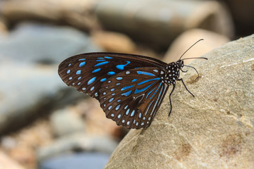 Beautiful Butterfly