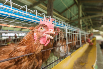 chicken in the farm