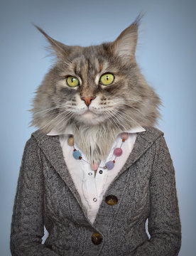 cat in clothes