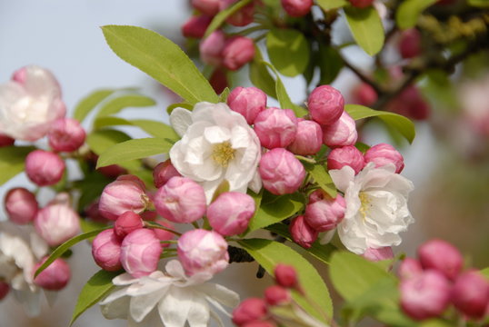 kersenboom in bloei