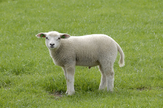 lam staat in het weiland