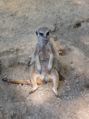 Erdmännchen