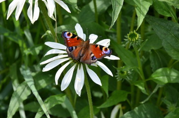 Schmetterling - Pfauenauge nimmt Auszeit auf Blume - gelber Sonnenhut,