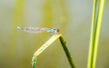 Болотная стрекоза Стрелка изящная (Ischnura elegans)