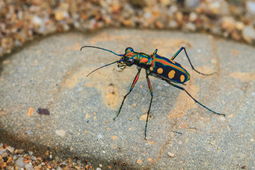 Tiger beetle on ground close up