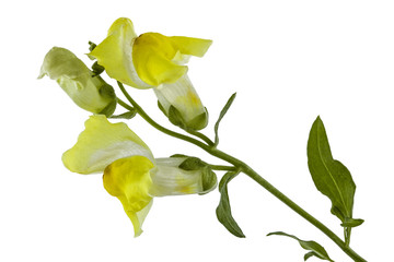 Flowers of snapdragon, lat.Antirrhinum, isolated on white backgr
