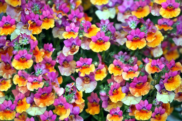 Flower background - Linaria