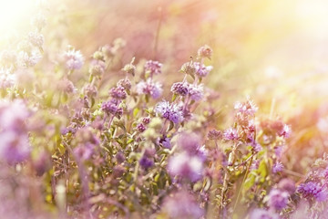 Little  purple meadow flowers 