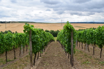 Fototapeta premium Weinanbau