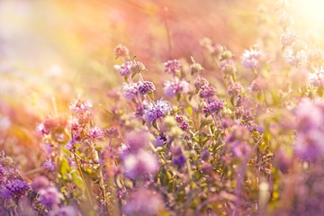 Purple meadow flowers lit by sunlight
