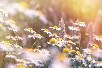 Wheat and daisy flowers (wild camomile) - beautiful nature