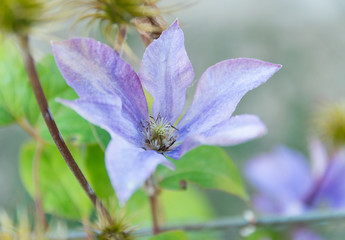 Clématite bleue