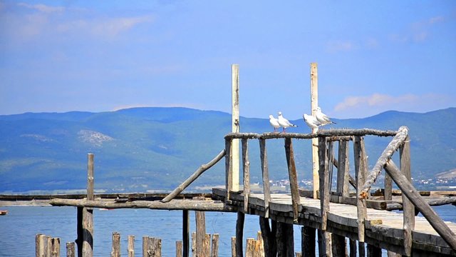 Seagulls on pier pilings at Beach, fly away