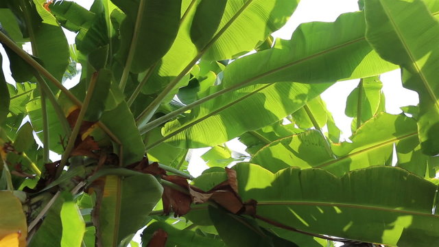 Swaying green banana leaves in the wind