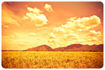 Sugarcane is the most beautiful and abstract,Hot hues