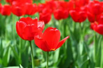 Naklejka premium Red tulips