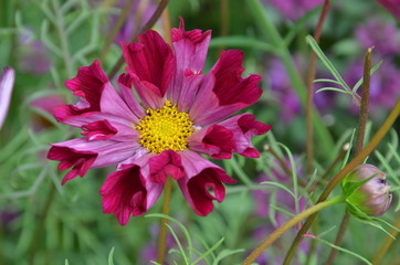 Schmuckkörbchen - Cosmea - rosa - pink