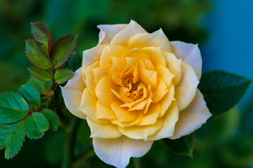 yellow rose