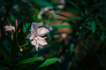 pink oleander flower