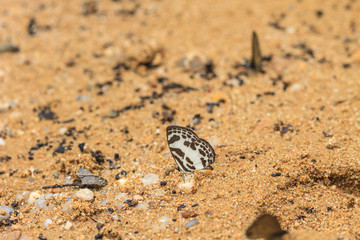 Beautiful Butterfly