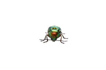 Metal green bug isolated on a white background