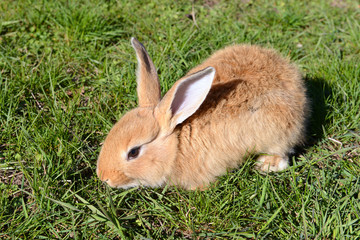 Little rabbit in grass close-up
