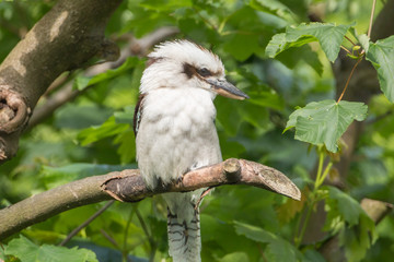 Laughing Kookaburra Portrait