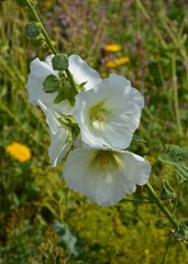 Malva - Malve - Stockrose im Sommergarten 