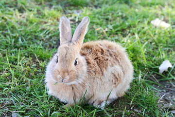 Little rabbit in grass close-up