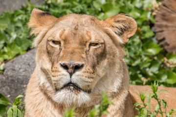 Lioness in the sun