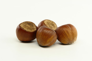 Hazelnut Closeup