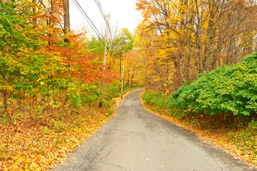 Autumn scene with road