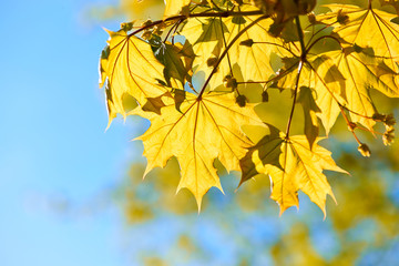 Autumn yellow leaves background