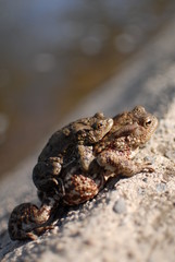 Frog mating