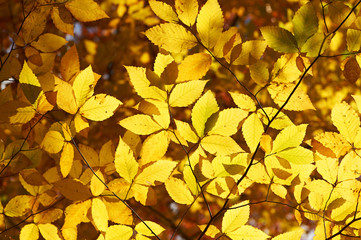 Autumn yellow leaves background