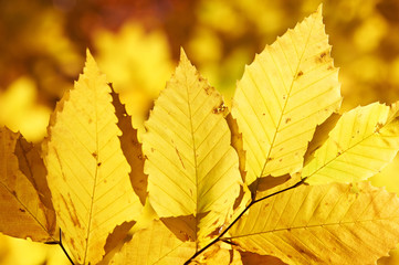 Autumn yellow leaves background