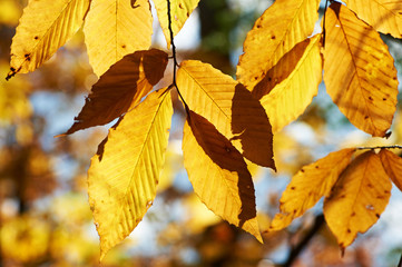 Autumn yellow leaves background