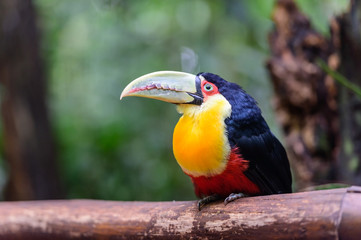 Parrot in bird park, Iguazu, Brazil