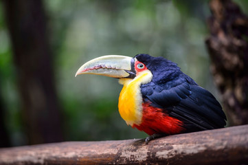 Parrot in bird park, Iguazu, Brazil