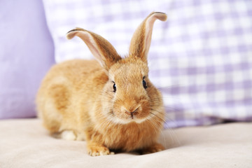 Cute rabbit on sofa, close up
